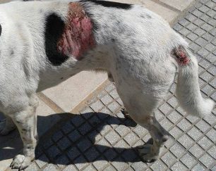Έκκληση για την σωτηρία του άρρωστου σκύλου που περιφέρεται στην Τούμπα Θεσσαλονίκης