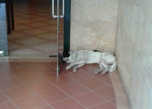 Ο σκύλος γιατρεύτηκε και θα επανενταχθεί στην Τούμπα Θεσσαλονίκης
