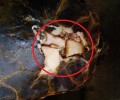 Βρήκαν την καρέτα καρέτα χτυπημένη με τραύμα στο κεφάλι στο κεφάλι στο Κρυονέρι Ζακύνθου