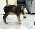 Έκκληση για να καλυφθούν τα έξοδα νοσηλείας του σκύλου που περιφερόταν εξαθλιωμένος στο Ζεφύρι (βίντεο)