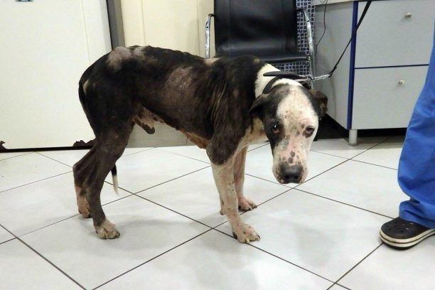 Έκκληση για να καλυφθούν τα έξοδα νοσηλείας του σκύλου που περιφερόταν εξαθλιωμένος στο Ζεφύρι (βίντεο)