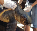 Θα απελευθερώσουν στον Σαρωνικό τις 2 θαλάσσιες χελώνες που γιάτρεψαν