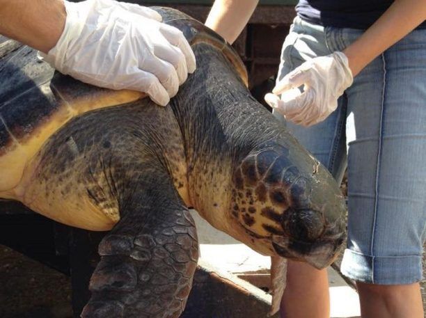 Θα απελευθερώσουν στον Σαρωνικό τις 2 θαλάσσιες χελώνες που γιάτρεψαν