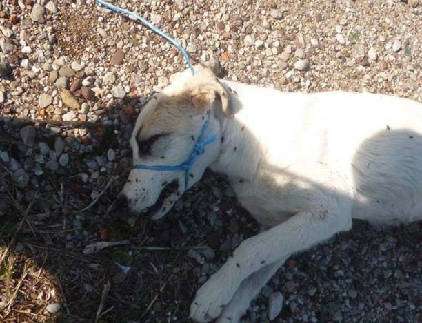 Ματσούκι Αγρινίου: Με δεμένο το στόμα και ανοιγμένα τα σπλάχνα βρήκε το πτώμα του σκύλου