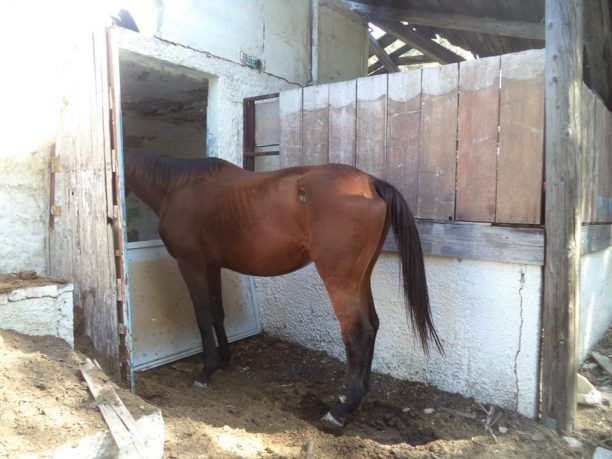 Ένα νεκρό και ένα εγκαταλειμμένο άλογο στην Κνωσό - Αναζητείται ο ιδιοκτήτης τους