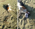 Άνδρος: Έπνιξε τον σκύλο στην θάλασσα αφού του έδεσε μια πέτρα στον λαιμό