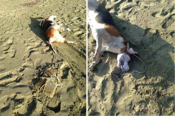 Άνδρος: Έπνιξε τον σκύλο στην θάλασσα αφού του έδεσε μια πέτρα στον λαιμό