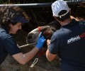 Πρόγραμμα Φροντίδας Ιπποειδών σε Ύδρα, Κέα, Αίγινα από την Animal Action