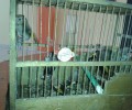 Μήνυση εναντίον του άνδρα που παγίδευε ωδικά πτηνά στην Αργολίδα