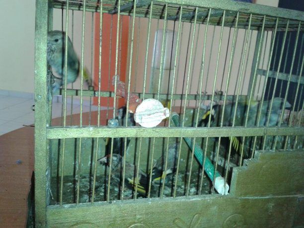 Μήνυση εναντίον του άνδρα που παγίδευε ωδικά πτηνά στην Αργολίδα