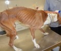 Έσωσαν την σκελετωμένη από την ασιτία σκυλίτσα που περιφερόταν στα Παλιά Εργατικά Καρδίτσας