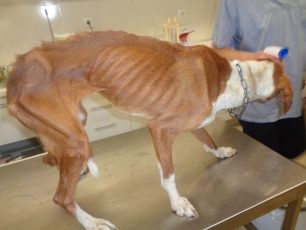 Έσωσαν την σκελετωμένη από την ασιτία σκυλίτσα που περιφερόταν στα Παλιά Εργατικά Καρδίτσας