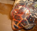 Άλλη μια θαλάσσια χελώνα caretta caretta χτυπημένη στο κεφάλι με καμάκι στην Αιτωλοακαρνανία