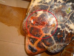 Άλλη μια θαλάσσια χελώνα caretta caretta χτυπημένη στο κεφάλι με καμάκι στην Αιτωλοακαρνανία