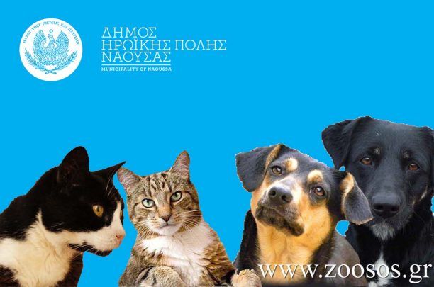 Δήμος Νάουσας: Χαρακτηριστικά περιλαίμια για τους στειρωμένους, εμβολιασμένους αδέσποτους σκύλους