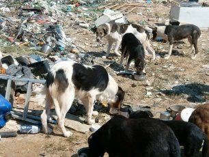 Περιποιούνται τα σκυλιά που άλλοι πέταξαν στην χωματερή της Σίψας Δράμας