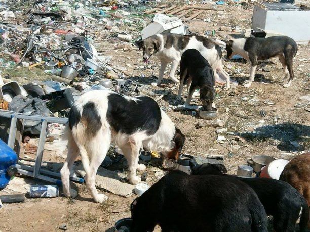 Περιποιούνται τα σκυλιά που άλλοι πέταξαν στην χωματερή της Σίψας Δράμας
