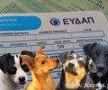 Χωρίς νερό για 5 μέρες τα 250 σκυλιά στο Ικόνιο Περάματος