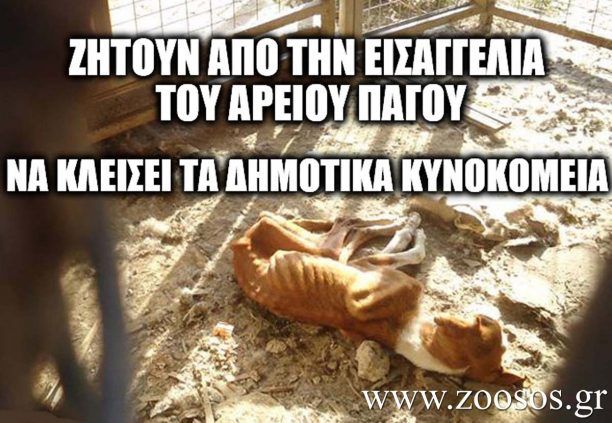 Π.Φ.Π.Ο.: Χιλιάδες ζώα σαπίζουν αβοήθητα έγκλειστα σε Δημοτικά Κυνοκομεία της χώρας!