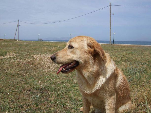 Εξαφανίστηκε από τις Γούβες Ηρακλείου