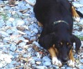 Χάθηκε σκύλος στα Μελίσσια Αττικής