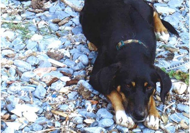 Χάθηκε σκύλος στα Μελίσσια Αττικής