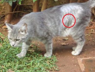 Γλυφάδα: Έσωσε την γάτα που είχε πυροβοληθεί 4 φορές με αεροβόλο