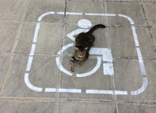 H γάτα που προστατεύει την θέση στάθμευσης για τα Α.Μ.Ε.Α.