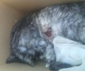 Βρήκαν την γάτα τους σκοτωμένη με πυροβόλο όπλο και πεταμένη στα σκουπίδια στο Κανάλι της Πρέβεζας