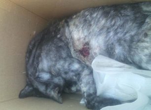 Βρήκαν την γάτα τους σκοτωμένη με πυροβόλο όπλο και πεταμένη στα σκουπίδια στο Κανάλι της Πρέβεζας