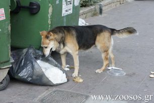 Άρτα: Αδιάφορος ο Δήμος Νικολάου Σκουφά για τ’ αδέσποτα ζώα