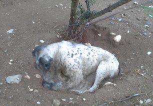 Καλαμπάκα: Θα δικαστεί ο άνδρας που σκότωσε τον σκύλο του αφήνοντας δεμένο χωρίς τροφή, νερό, περίθαλψη;
