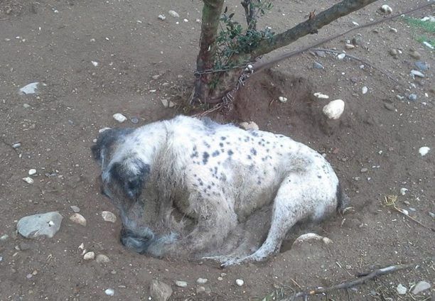 Καλαμπάκα: Θα δικαστεί ο άνδρας που σκότωσε τον σκύλο του αφήνοντας δεμένο χωρίς τροφή, νερό, περίθαλψη;
