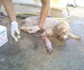 Βρήκαν την υπέργηρη σκυλίτσα πάνω στο πτώμα της 35χρονης να την περιμένει να ξυπνήσει στο Πέραμα