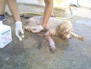Βρήκαν την υπέργηρη σκυλίτσα πάνω στο πτώμα της 35χρονης να την περιμένει να ξυπνήσει στο Πέραμα
