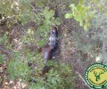 Αργολίδα: Κυνηγός πέταξε το όπλο για να αποφύγει τη σύλληψη επειδή κυνηγούσε παράνομα