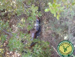 Αργολίδα: Κυνηγός πέταξε το όπλο για να αποφύγει τη σύλληψη επειδή κυνηγούσε παράνομα