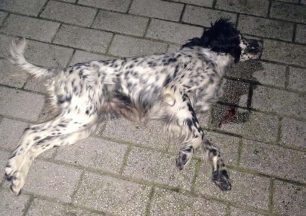 Καρπενήσι: Μαζική εξόντωση αδέσποτων με φόλες 9 σκυλιά μέχρι τώρα νεκρά