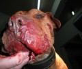Εισαγγελία Κατερίνης: Δεν θα επιστραφούν στους καταδικασθέντες για κυνομαχίες τα σκυλιά