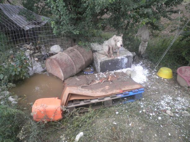 Κατερίνη: Έσωσαν τον σκύλο που ζούσε αλυσοδεμένος μέσα στις λάσπες