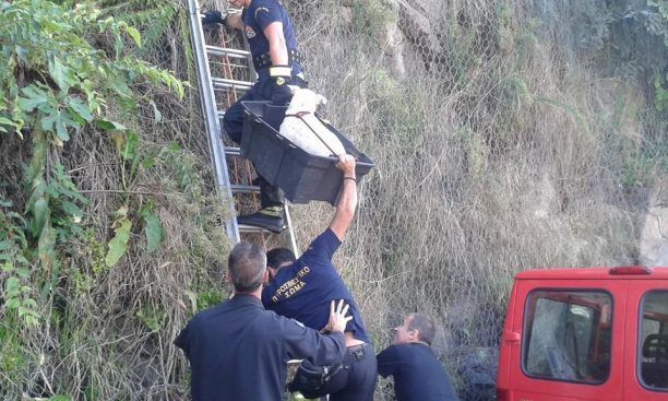 Καβάλα: Οι πυροσβέστες έσωσαν το σκυλί κόβοντας τα σύρματα