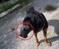 Σκύλος περιφέρεται στην Καβάλα με το στόμα του κλειστό και πληγωμένο από το φίμωτρο