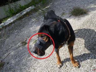 Σκύλος περιφέρεται στην Καβάλα με το στόμα του κλειστό και πληγωμένο από το φίμωτρο