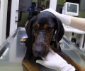 Έσωσαν τον σκύλο που περιφερόταν με φίμωτρο εγκαταλελειμμένος σε παραλία της Καβάλας