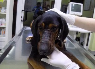 Έσωσαν τον σκύλο που περιφερόταν με φίμωτρο εγκαταλελειμμένος σε παραλία της Καβάλας