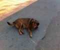 Βρέθηκε στην Ομόνοια η σκυλίτσα που είχε εξαφανιστεί από το κέντρο της Κηφισιάς