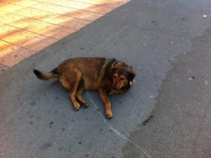Υιοθετήθηκε η αδέσποτη σκυλίτσα που κάποιος 3 φορές εξαφάνισε από το κέντρο της Κηφισιάς