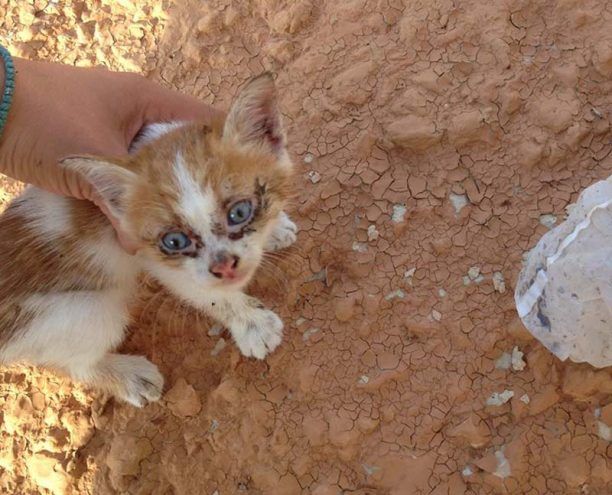 Έσωσε το γατάκι που βρήκε κλεισμένο σε σακούλα πεταμένο στον ξεροπόταμο στο Κιάτο Κορινθίας