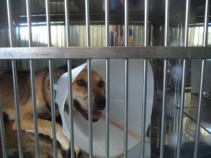 Αναρρώνει το ακρωτηριασμένο σκυλί που κακοποιούσε βοσκός στην Κρήτη