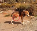 Κρήτη: Έκκληση για τον εντοπισμό του αλυσοδεμένου και ακρωτηριασμένου σκύλου